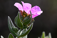 Cistus albidus